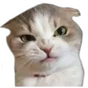 Cute Cats 2 13
