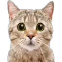 Cute Cats 2 1