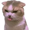 Cute Cats 2 30