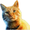 Cute Cats 2 12