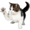 Cute Cats 2 4