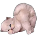 Cute Cats 2 5