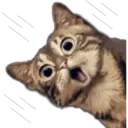 Cute Cats 2 11