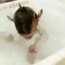What little monkeys 5