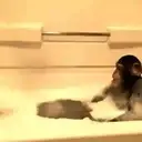 What little monkeys 20