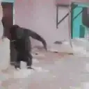 What little monkeys 7