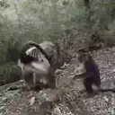 What little monkeys 29