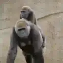 What little monkeys 23