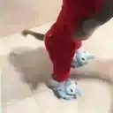 What little monkeys 8