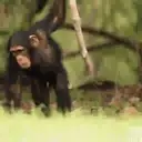 What little monkeys 3