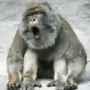 What little monkeys 18