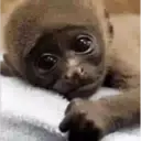 What little monkeys 19