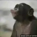 What little monkeys 13