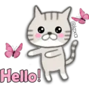 Cat Cat 24