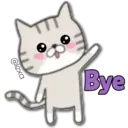 Cat Cat 15