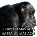 El Mono Sabio 22