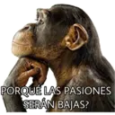El Mono Sabio 4