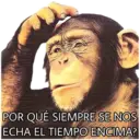 El Mono Sabio 20