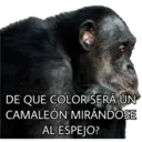 El Mono Sabio 13