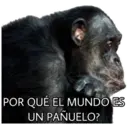 El Mono Sabio 21