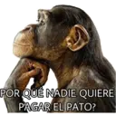 El Mono Sabio 23