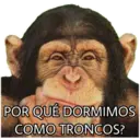 El Mono Sabio 6