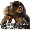 El Mono Sabio 24