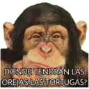 El Mono Sabio 15