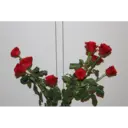 rose white 1