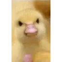 Duck 1