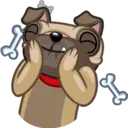 Perro Pug 14