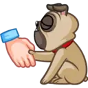 Perro Pug 20