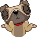 Perro Pug 12