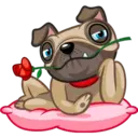 Perro Pug 7