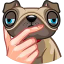 Perro Pug 16