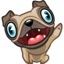Perro Pug 21