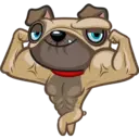 Perro Pug 13