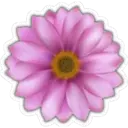 Bonitas Flores 12