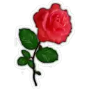 Bonitas Flores 19