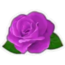 Bonitas Flores 6