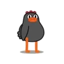 POLLO NEGRO mov. 15