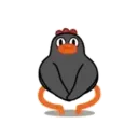 POLLO NEGRO mov. 18