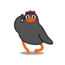 POLLO NEGRO mov. 24