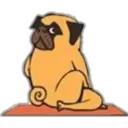 Yoga Pug 24