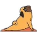 Yoga Pug 25