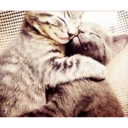 Cats by ♡᭄VAиElY⋆͙̈MιSнυ♡᭄ 10
