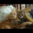 Cats by ♡᭄VAиElY⋆͙̈MιSнυ♡᭄ 2