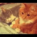 Cats by ♡᭄VAиElY⋆͙̈MιSнυ♡᭄ 12