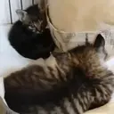 Cats by ♡᭄VAиElY⋆͙̈MιSнυ♡᭄ 26