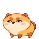 Donut the dog 16